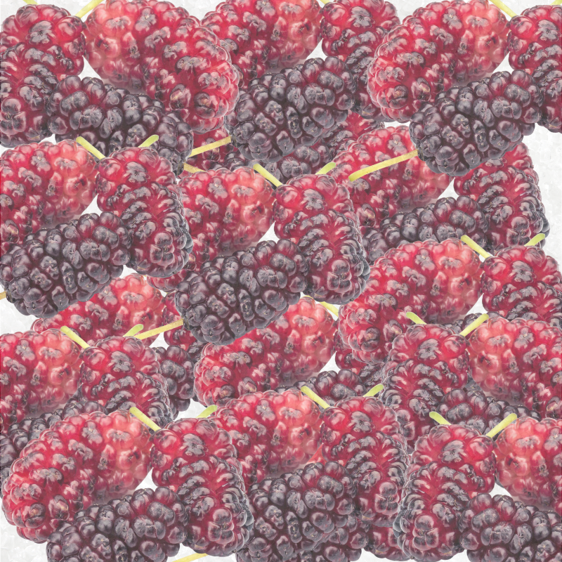 Candied Mulberry Fragrance Oil