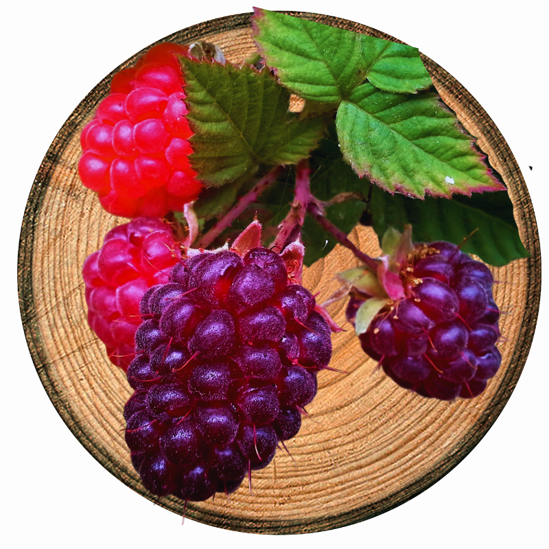 Loganberry & Sandalwood Fragrance Oil - FruityFragrance Oil for Candle Making & Wax Melts | Blossom Oils
