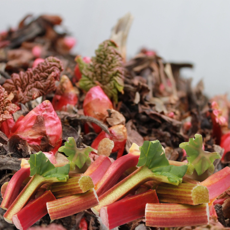 Smoked Fruits & Rhubarb Fragrance Oil