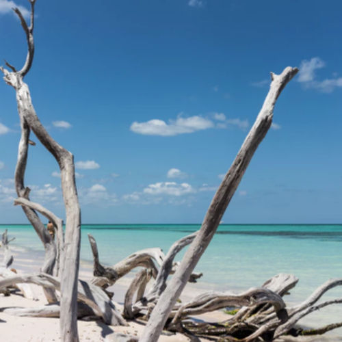 Caribbean Teakwood
