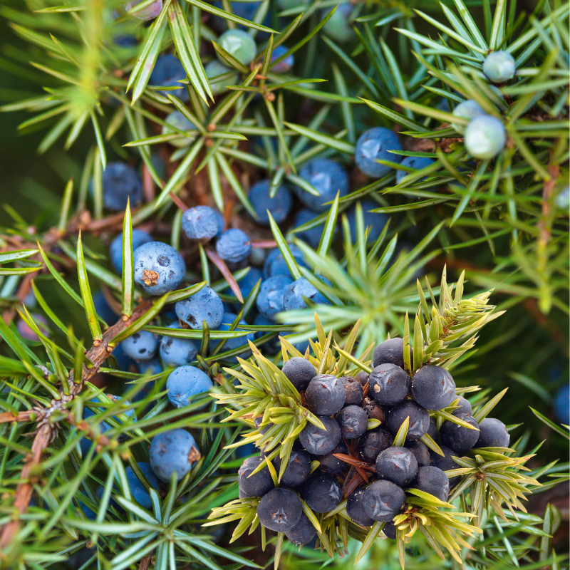 Cedar Juniper Berry Fragrance Oil