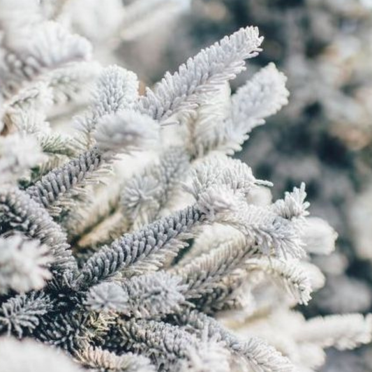 Frosted Winter Pine Fragrance Oil