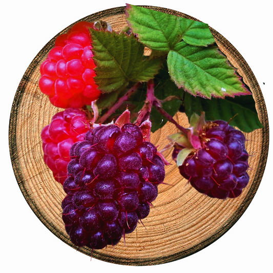 Loganberry & Sandalwood Fragrance Oil