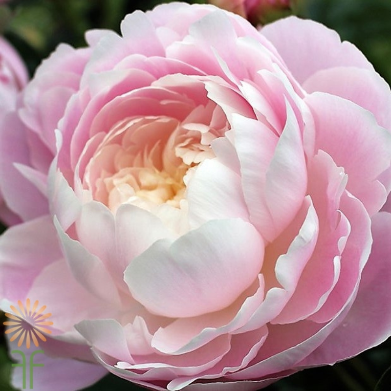 Peony Blush Fragrance Oil