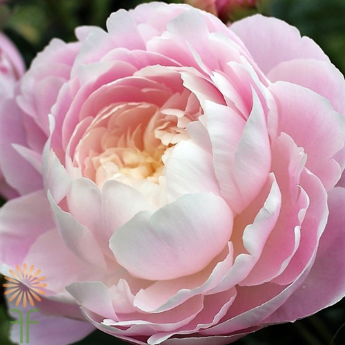 Peony Blush
