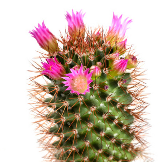 Pink Cactus Fragrance Oil