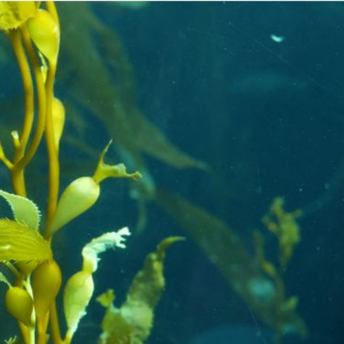 Sea Kelp & Lime Fragrance Oil - FreshFragrance Oil for Candle Making & Wax Melts | Blossom Oils