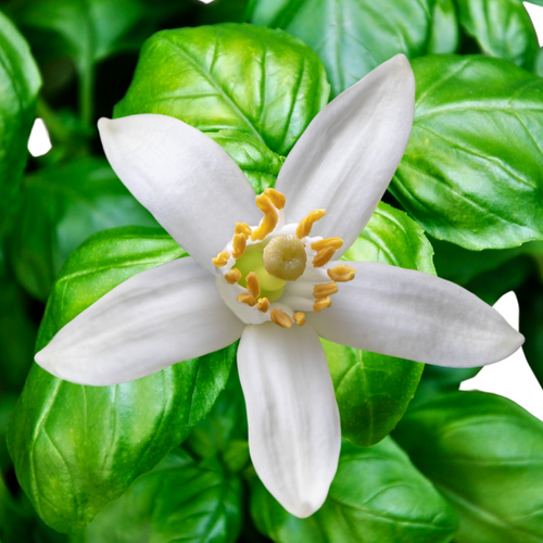 Sweet Neroli & Basil
