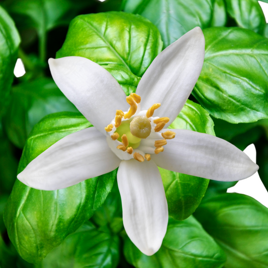 Sweet Neroli & Basil Fragrance Oil